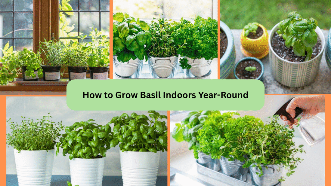 How to Grow Basil Indoors Year-Round