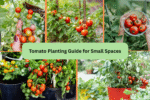 Tomato Planting Guide for Small Spaces