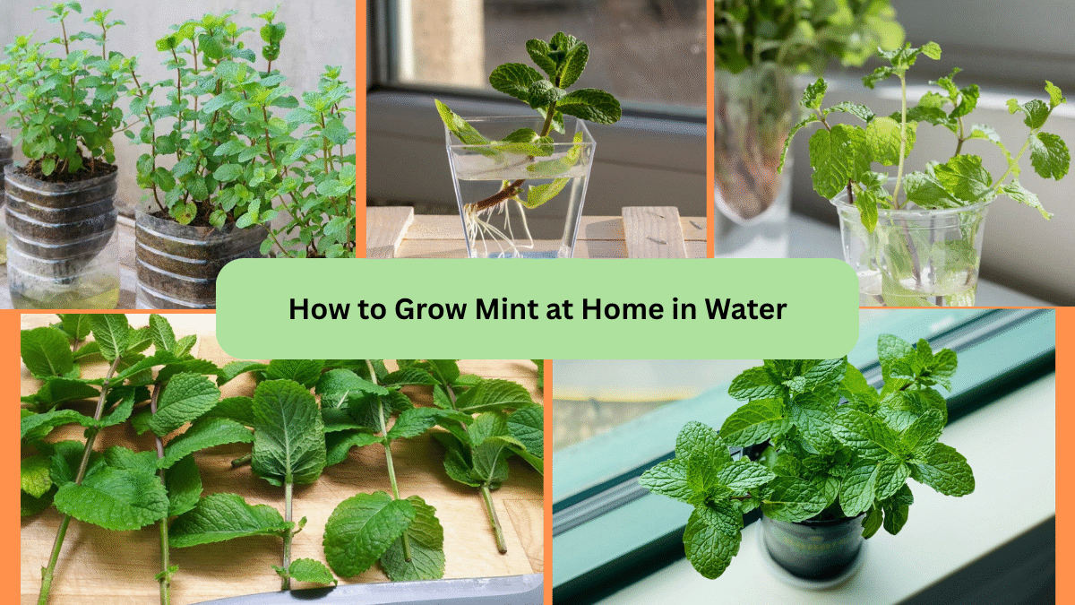 How to Grow Mint at Home in Water