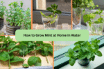 How to Grow Mint at Home in Water