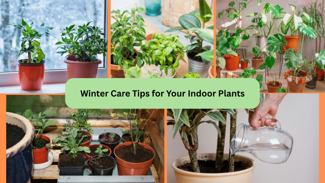 Winter Care Tips for Your Indoor Plants