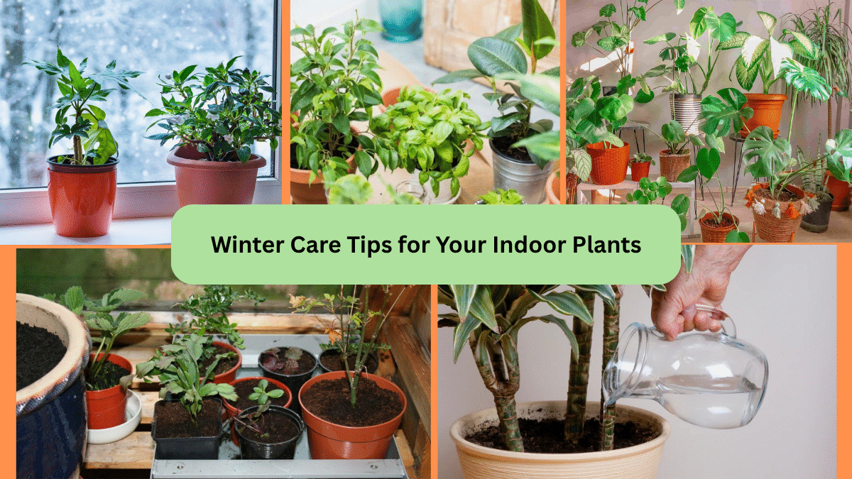 Winter Care Tips for Your Indoor Plants