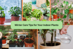 Winter Care Tips for Your Indoor Plants