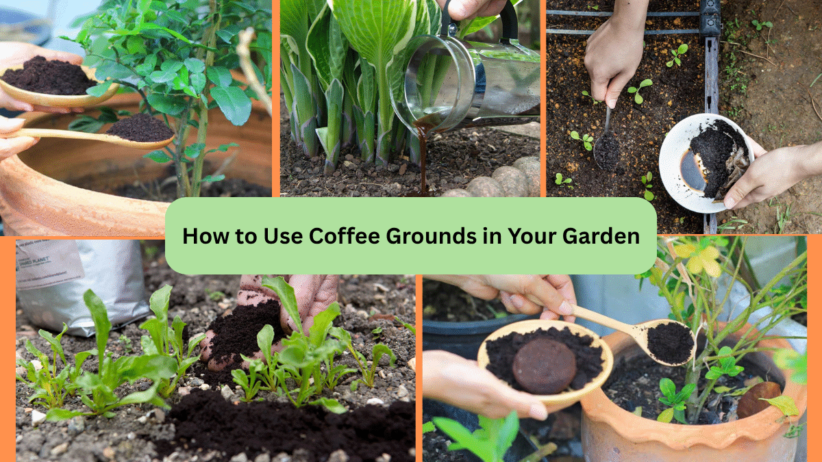 How to Use Coffee Grounds in Your Garden