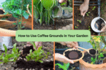 How to Use Coffee Grounds in Your Garden