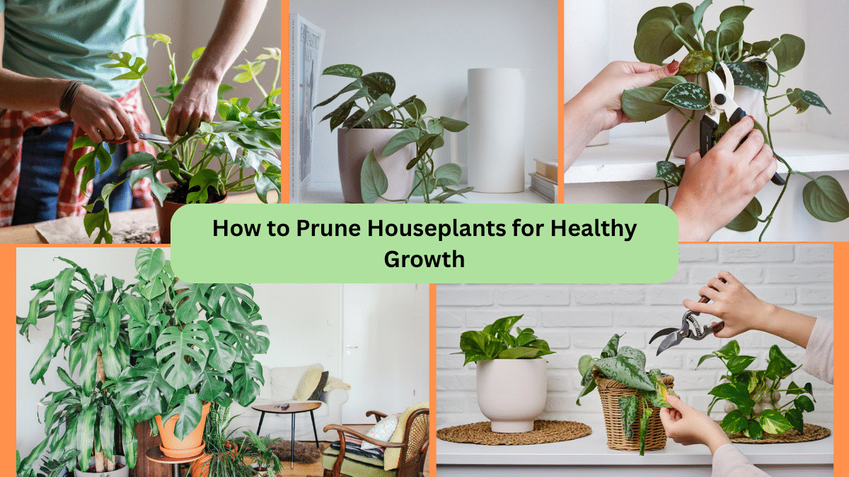 How to Prune Houseplants for Healthy Growth