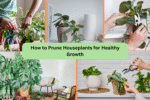 How to Prune Houseplants for Healthy Growth