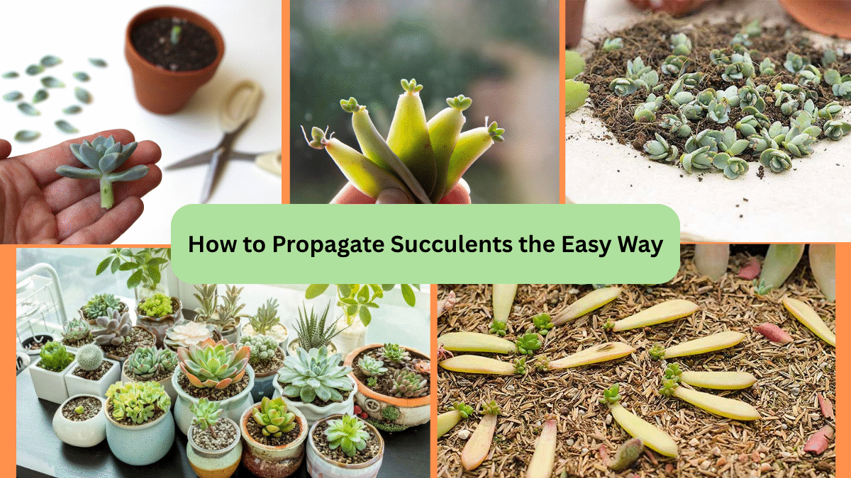 How to Propagate Succulents the Easy Way