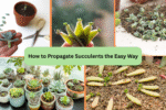 How to Propagate Succulents the Easy Way