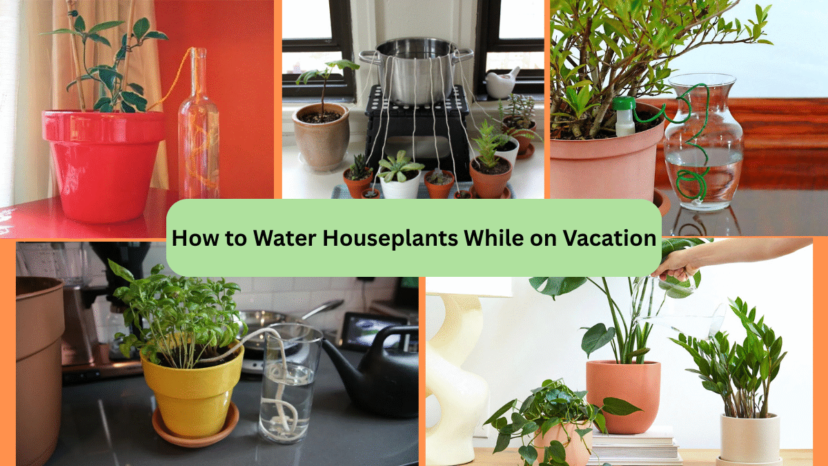 How to Water Houseplants While on Vacation
