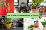 How to Water Houseplants While on Vacation