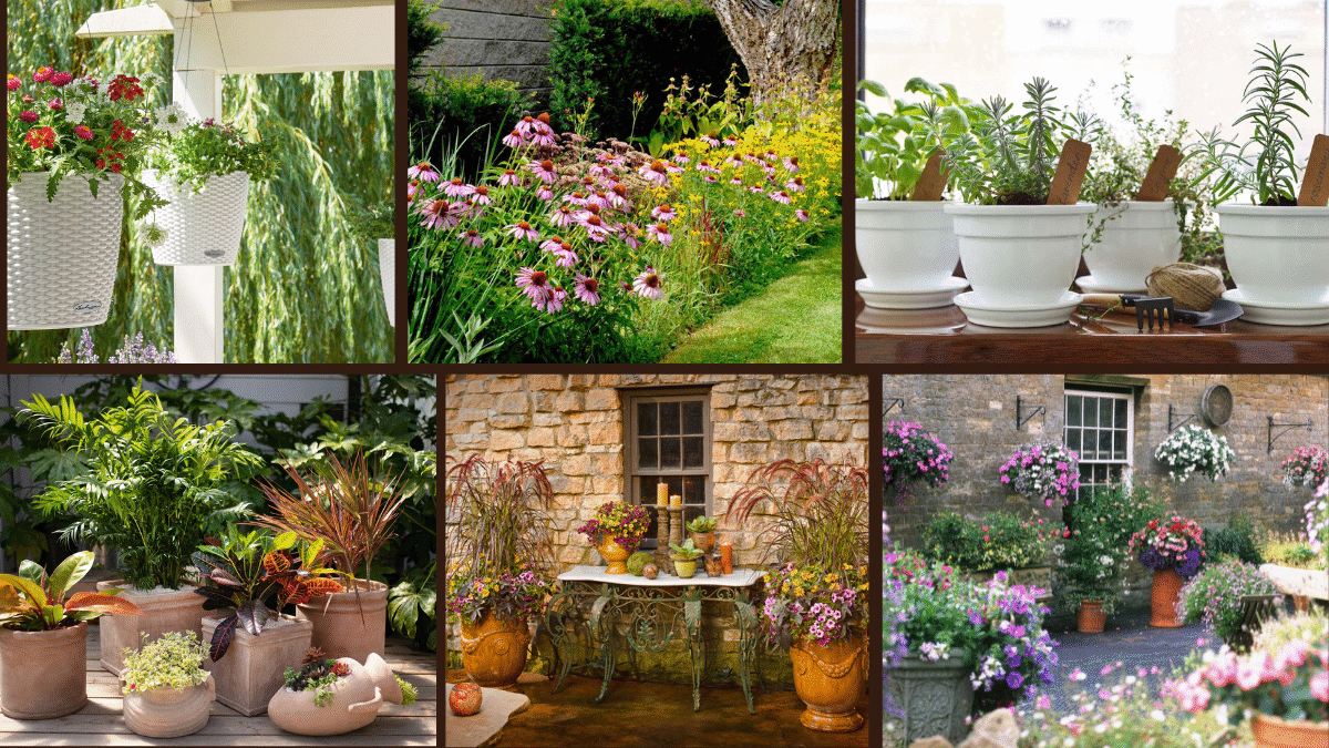 7 Ideas for Container Plants You’ll Adore