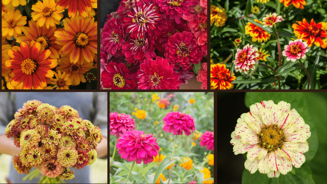 8 Best Zinnias to Enhance Your Garden