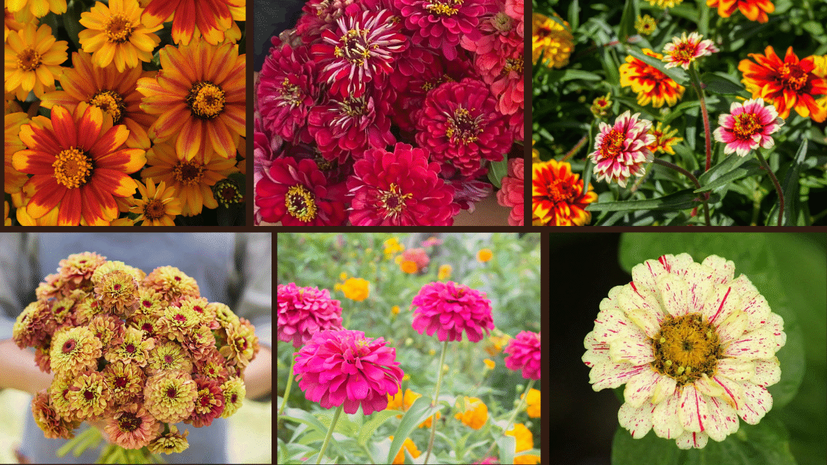 8 Best Zinnias to Enhance Your Garden