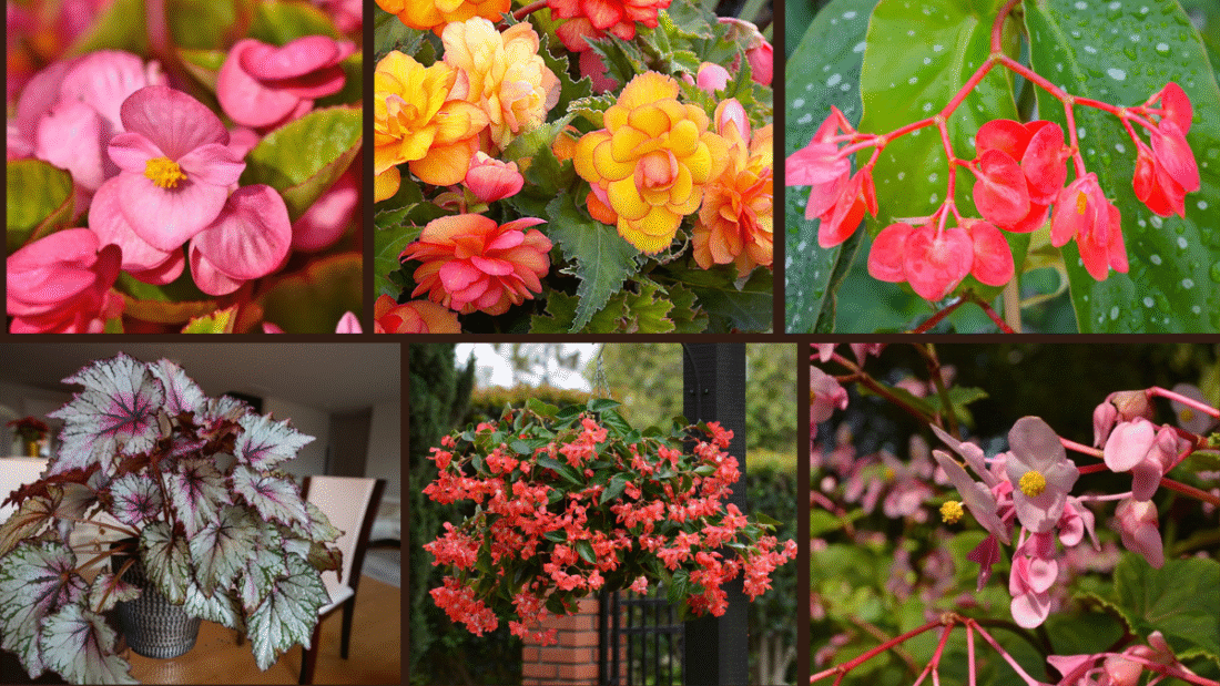 6 Begonia Varieties for Shade Gardens