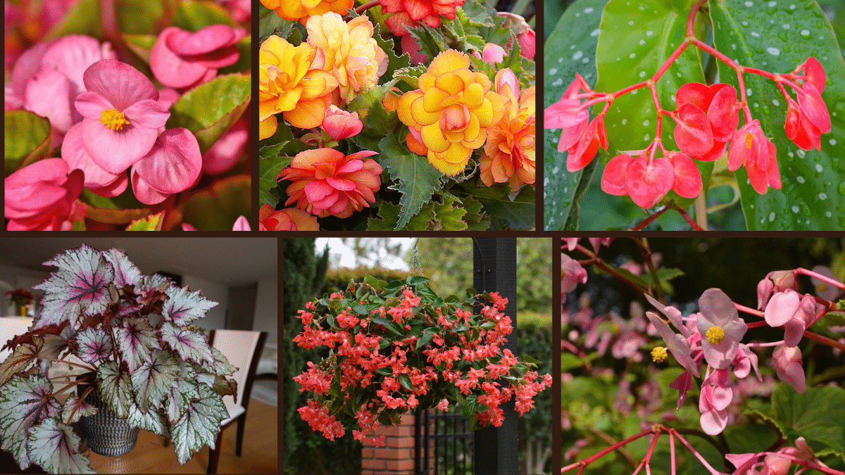 6 Begonia Varieties for Shade Gardens