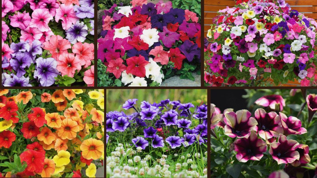 6 Types of Petunias to Make Your Garden Pop