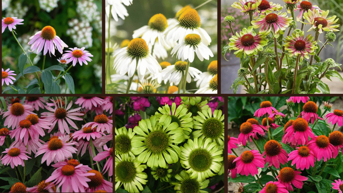 10 Coneflowers to Add Charm to Your Outdoor Space