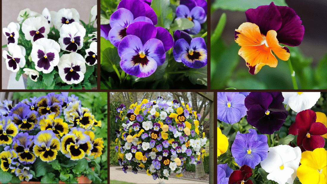 8 Types of Pansies for Year-Round Blooms