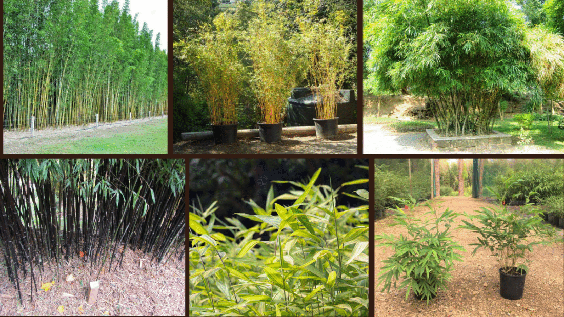8 Fastest Growing Bamboo Plants for a Tropical Feel