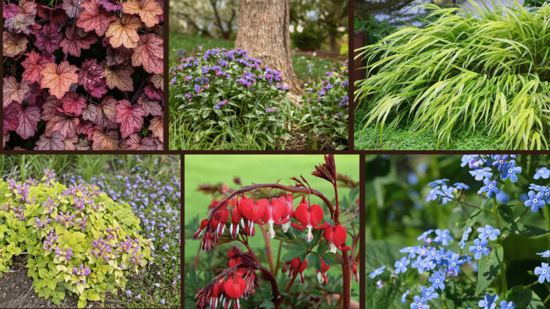8 Best Fast-Growing Shade Plants for Your Garden