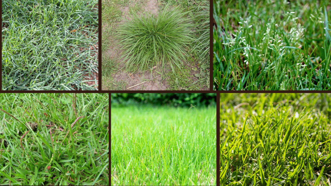 10 Quick-Growing Grasses for a Lush Lawn