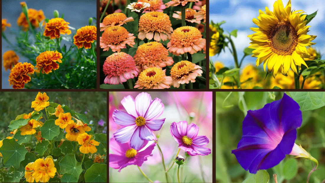 8 Flowers That Grow Quickly from Seeds