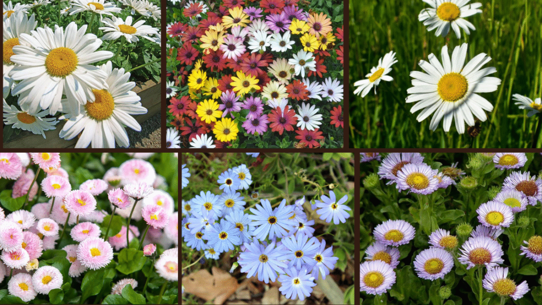 7 Fast-Growing Daisies for Effortless Charm
