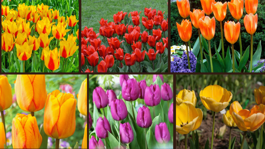 8 Quick-Growing Tulips for Spring Gardens