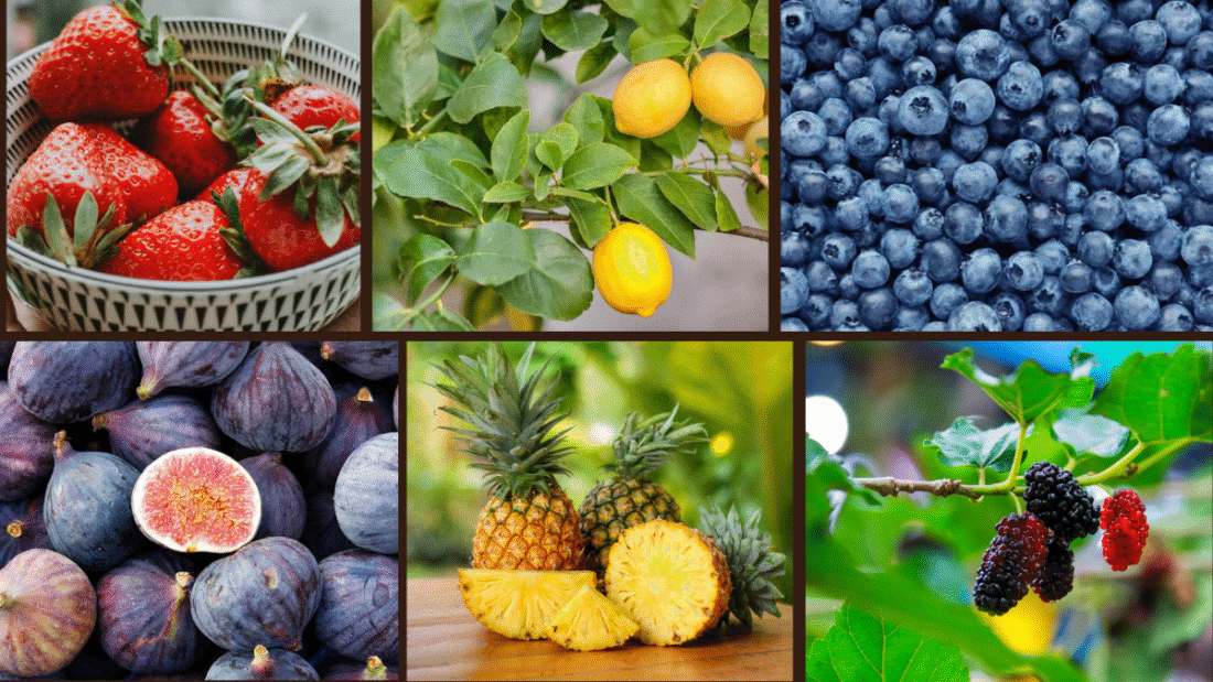 6 Fruits That Grow Fast and Easy in Pots