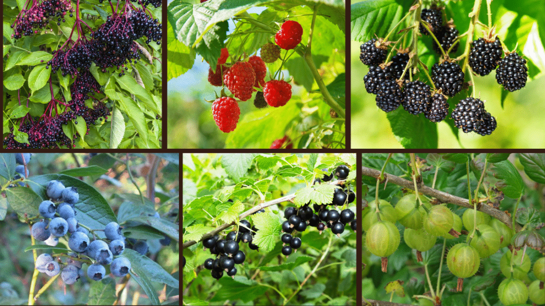 Top 7 Fast-Growing Berry Bushes for Beginners