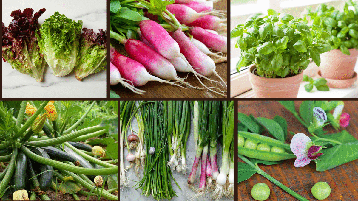 8 Fast-Growing Options for Small Garden Spaces