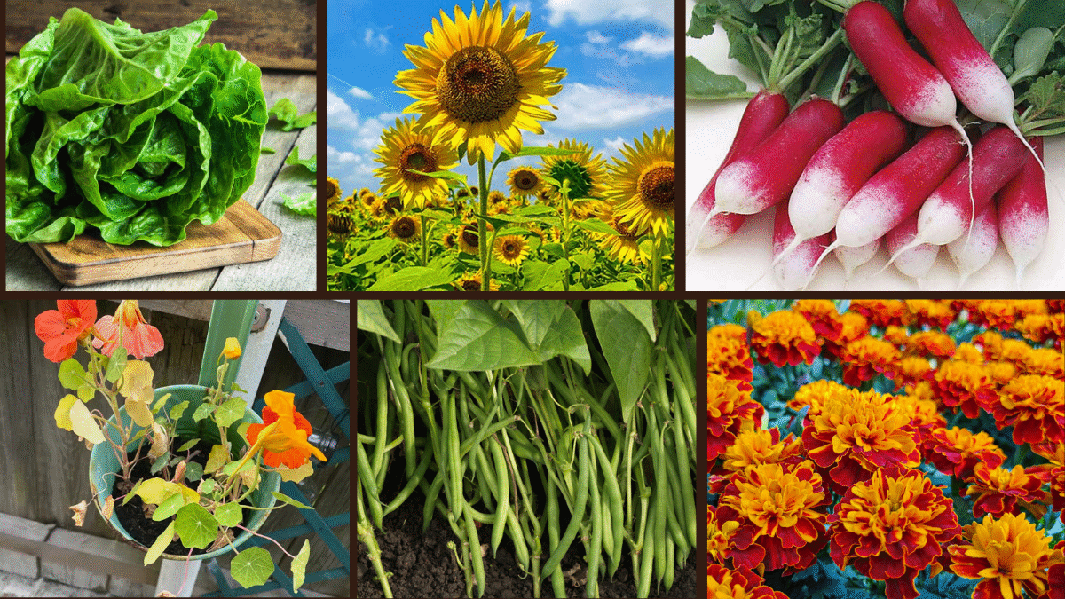 8 Best Fast-Growing Plants for Kids to Grow