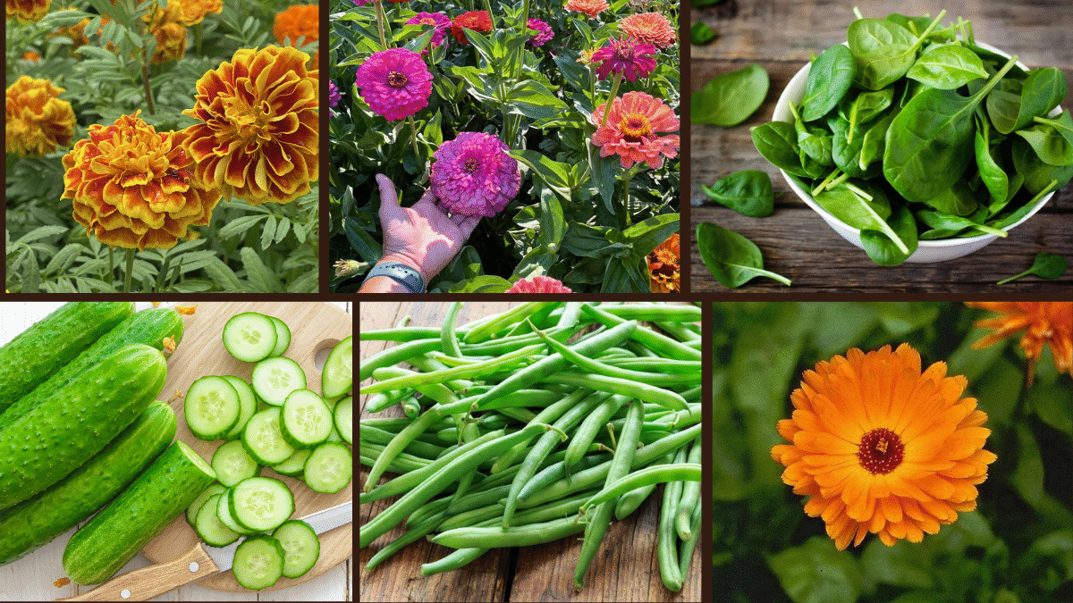 9 Fast-Growing Garden Favorites for Every Season