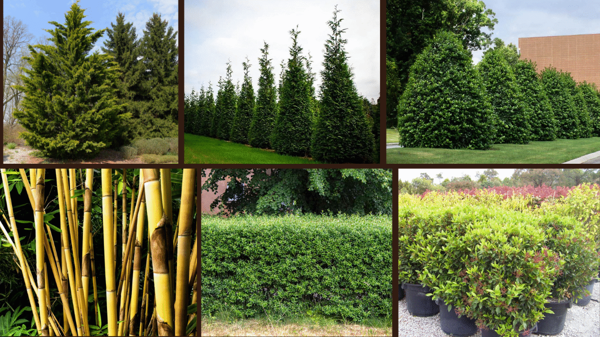 7 Fast-Growing Privacy Hedges for Secluded Spaces