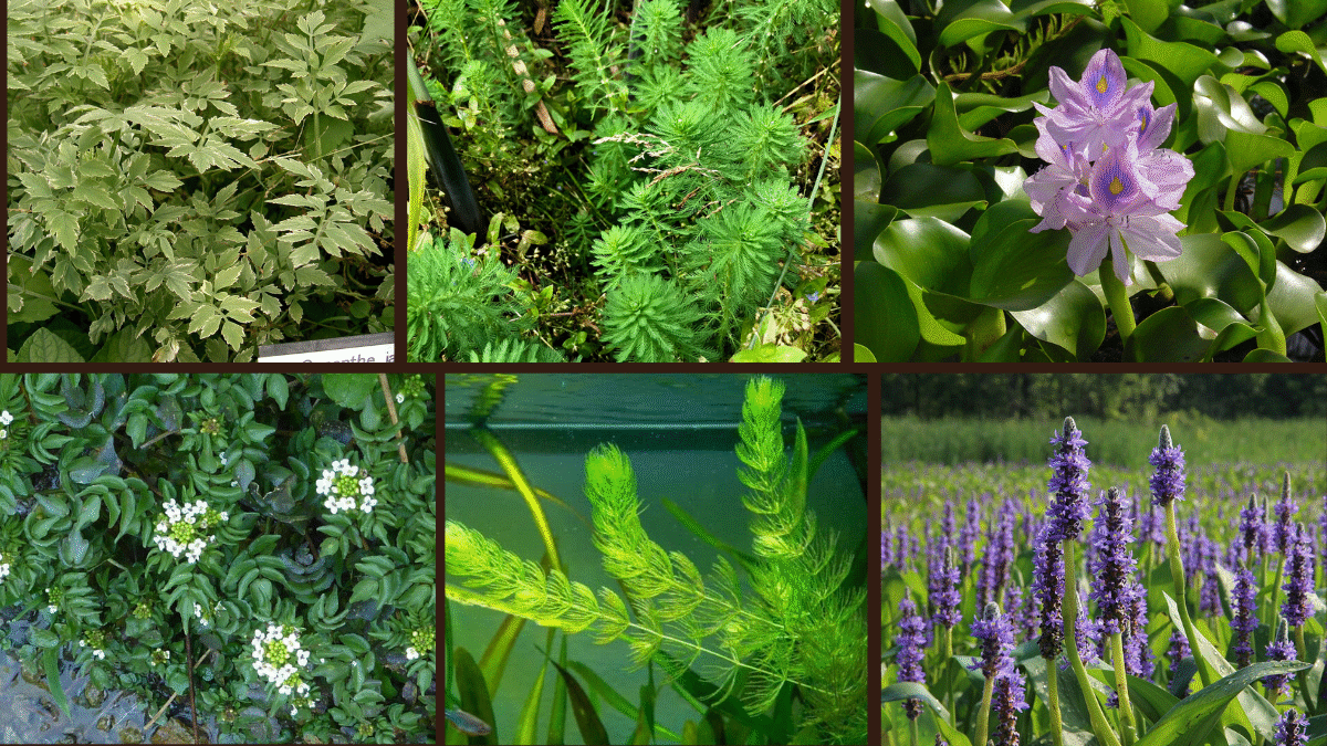 10 Fast-Growing Water Plants for Ponds and Containers