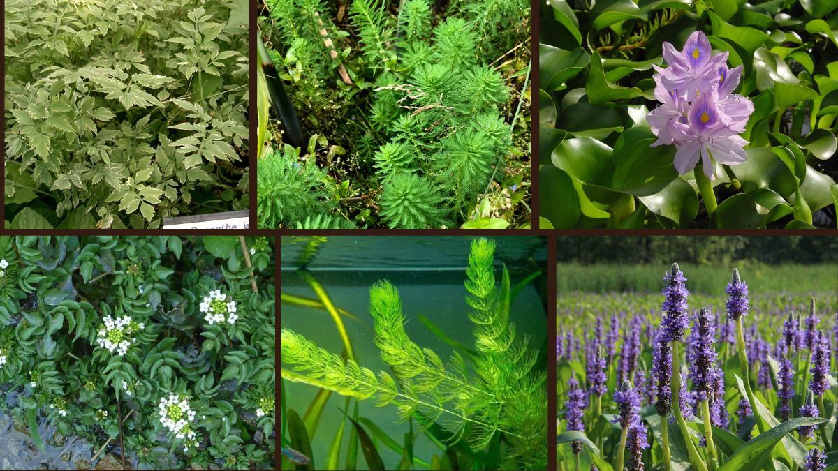 10 Fast-Growing Water Plants for Ponds and Containers