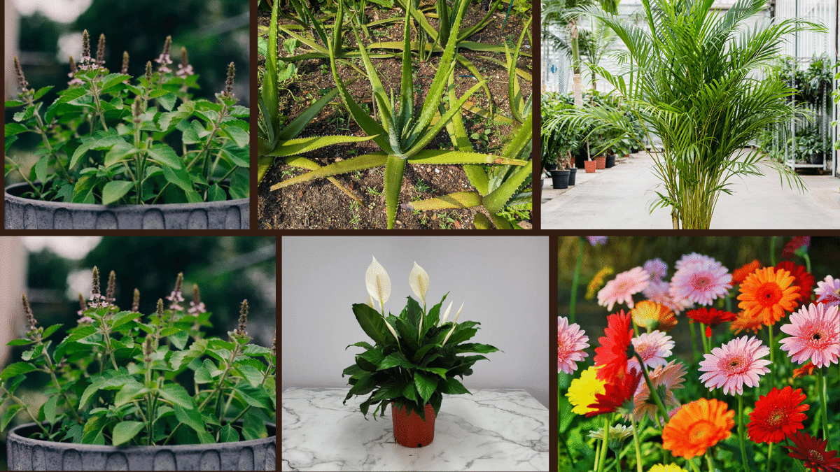 7 High-Oxygen Bedroom Plants for Better Sleep