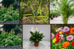 7 High-Oxygen Bedroom Plants for Better Sleep