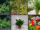 7 High-Oxygen Bedroom Plants for Better Sleep