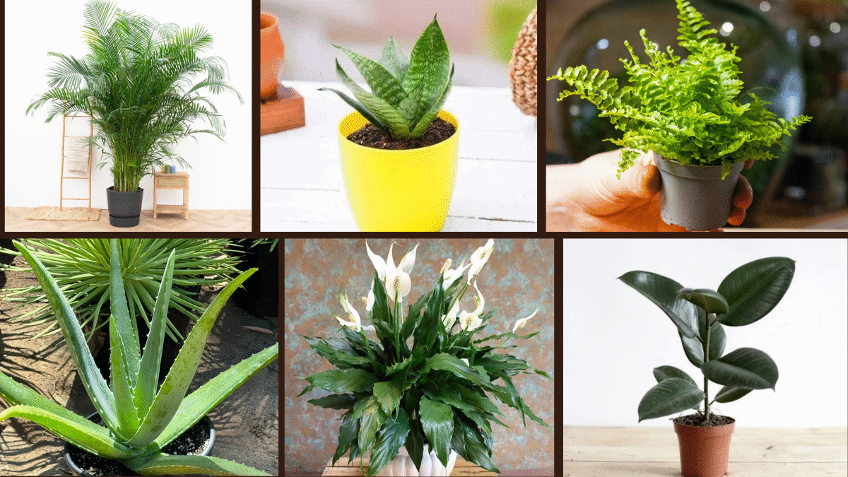 7 Indoor Plants That Clean the Air Naturally