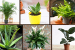 7 Indoor Plants That Clean the Air Naturally