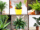 7 Indoor Plants That Clean the Air Naturally