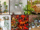 6 Indoor Plant Styling for Boho Decor