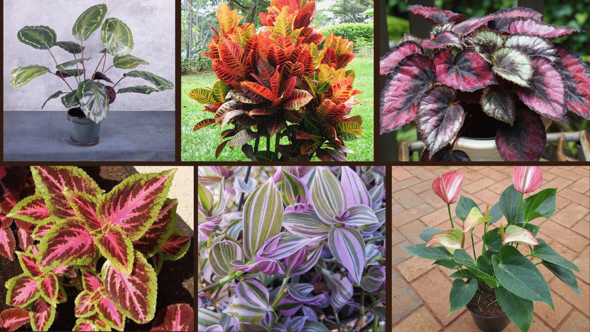 6 Colorful Houseplants to Brighten Your Space