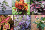6 Colorful Houseplants to Brighten Your Space