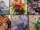 6 Colorful Houseplants to Brighten Your Space