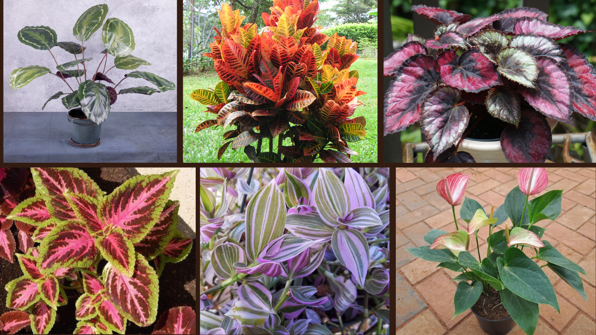 6 Colorful Houseplants to Brighten Your Space