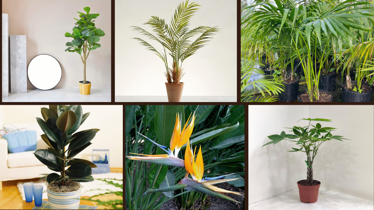 6 Best Indoor Trees for Large Living Rooms