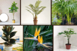 6 Best Indoor Trees for Large Living Rooms